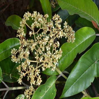 Harungana Madagascariensis